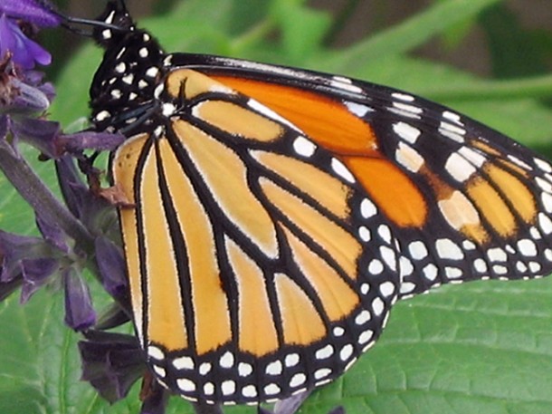A monarch butterfly stops for a rest during it's fall migration. The butterfly can journey up to nearly 5,000 km to its winter home in Mexico or Southern California. In the spring they make another epic trip as they return to the north. (Photo: USDA)