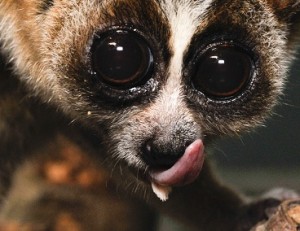 The serrated sublingua (or "under-tongue") of a slow loris sticks out beneath the primary tongue. (Photo: David Haring - Duke Lemur Center)