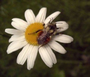 A bee grabs some nectar from a daisy (Photo: quas Via Creative Commons @ Flickr)