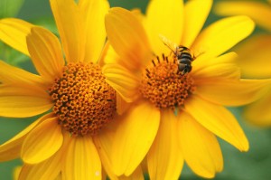 'First a little nectar from this flower then a little more from the other' (Photo: guy_incognito Via Creative Commons @ Flickr)