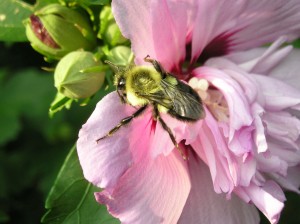 A bee gathers nectar from a flower (Photo: BitHead Via Creative Commons @ Flickr)