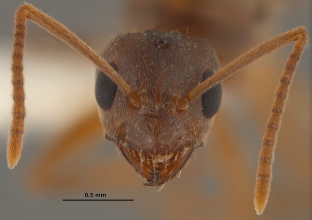 Close up of a 'tawny crazy ant' or 'raspberry crazy ant' an invasive species that has become so “ecologically dominant” that its even driving vicious fire ants from their homes. (Joe MacGown, Mississippi Entomological Museum)