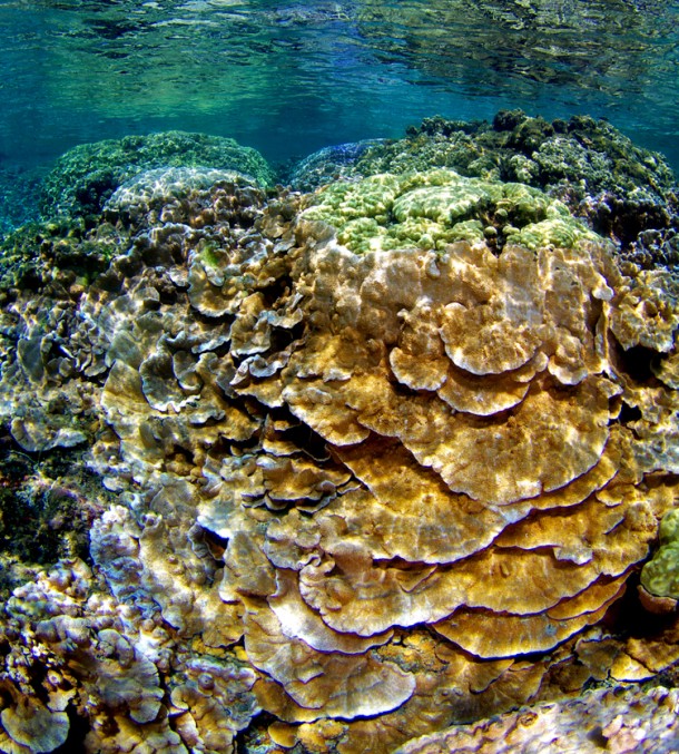 Abundant corals are shown in a shallow Hawaiian lagoon. (Keoki Stender)