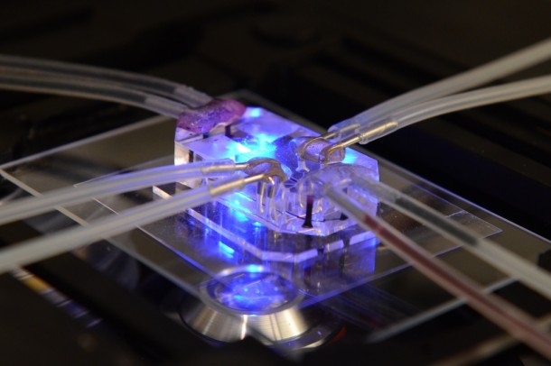 A up-close view of the 'Lung-on-a-Chip', a three-dimensional model of a living, breathing human lung on a microchip lined with human lung and blood vessel cells.  This device can mimic complex functions of the living lung. (Wyss Institute)