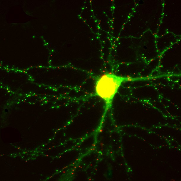 This is a living brain neuron in culture. A team of scientists from the University of Southern California has developed a way to see where and how memories are made by engineering microscopic probes that light up synapses in a living neuron in real time by attaching fluorescent markers onto synaptic proteins – all without affecting the neuron's ability to function.  (Don Arnold)