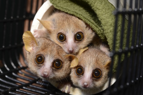 Three mouse lemurs (Microcebus murinus) peer cautiously from their nesting tube at the sound of an approaching technician who might just be carrying snacks.  Researchers from the Duke Lemur Center recently conducted personality research that found some of mouse lemurs are shy, while others were actually bold. (David Haring, Duke Lemur Center)