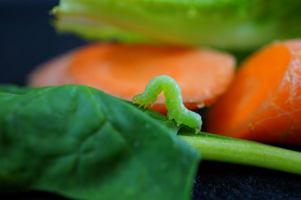 Could this little guy be in your salad?  A cabbage looper caterpillar makes it way through some spinach and carrots.  (Se Kim/Rice University)