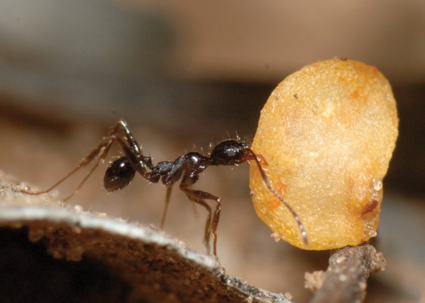 We all how know just how industrious an ant can be. Here’s one carrying a wild chili pepper seed.  (Thomas Carlo)