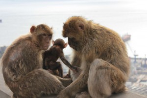 A family of Barbary macaques in Gibraltar (Harry Mitchell via Wikimedia Commons)