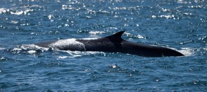 Fin whale (Ulrich Zink via Wikimedia Commons)