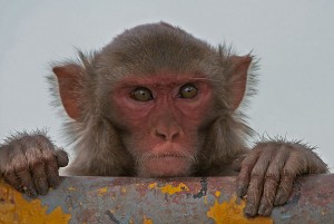 Experiments were conducted on rhesus macaque monkeys, such as the one in this picture taken at Kinnerasani Wildlife Sanctuary, Andhra Pradesh, India. (J.M. Garg/Wikimedia Commons)