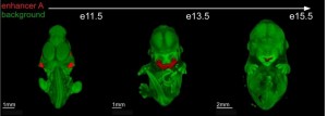 Berkeley Lab researchers identified distant-acting transcriptional enhancers in the developing craniofacial structure.  Changes in appearance made by removing one of these enhancers shown in red. (Berkeley Labs)