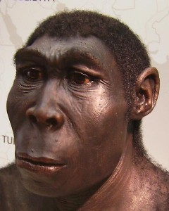 Study suggests that other human ancestor species may actually belong to the species Homo erectus seen here in this reconstruction. (Westfälisches Landesmuseum via Wikimedia Commons)