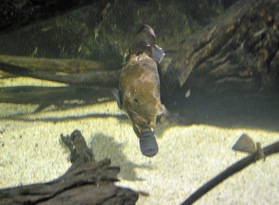 A modern day platypus swimming underwater at the Sydney Aquarium (wehunts via Flickr/Creative Commons)