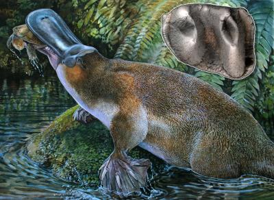 Obdurodon tharalkooschild, a middle to late Cenozoic giant toothed platypus.  Fossil found in the World Heritage fossil deposits of Riversleigh, Australia. Unlike today's platypus this ancient species had teeth - see inset. (Peter Schouten)