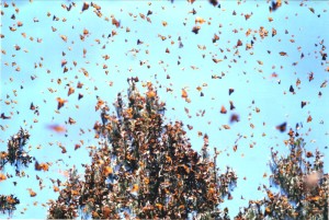 Monarch butterflies, gather in forrested areas of Mexico each winter (Raina Kumra via Flickr/Creative Commons)