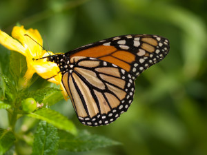 A Monarch butterfly alights on a flower (William Warby via Flickr/Creative Commons)