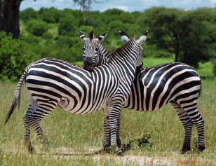 A pair of zebras in Tanzania's Ruaha National Park (Paul Shaffner via Wikimedia Commons)