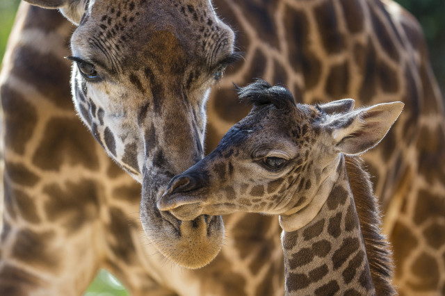Harriet, a Masai giraffe, is shown here taking care of her four-day-old calf at the San Diego Zoo on June 19, 2014. The male calf, born on June 16, already stands almost 2 meters tall and weighs over 66 kilograms. The calf’s father, not shown, named Silver, the giraffe herd’s sire. (AP)