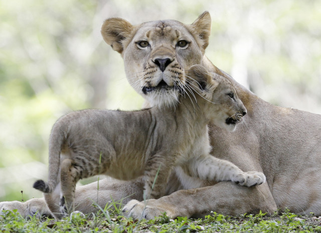 A lion cub cuddles with its mom, the 4½-year-old Kashifa, at the Zoo Miami in Florida, during the family’s introduction on Thursday, June 5, 2014. Along with the cub seen here, Kashifa’s family also includes 4 more cubs. (AP)