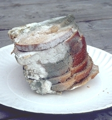 A pile of moldy bread - YUCK! (Maestrosync via Wikimedia Commons)