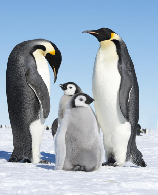 Emperor penguin family (Christopher Michel - Creative Commons via Flickr)