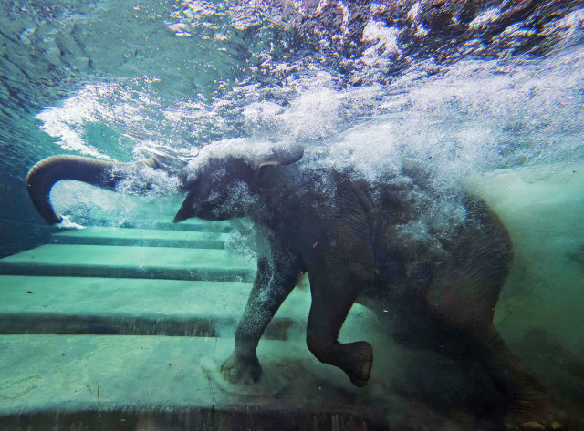 An elephant takes a dip in the indoor pachyderm pool located at the Zoo in Leipzig, Germany, August 5, 2014. (AP)