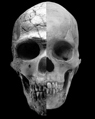 A composite image shows the facial differences between an ancient (high testosterone) and a modern human (lower testosterone) with heavy brows and a large upper face and the more recent modern human who has rounder features and a much less prominent brow. (Robert Cieri, University of Utah)