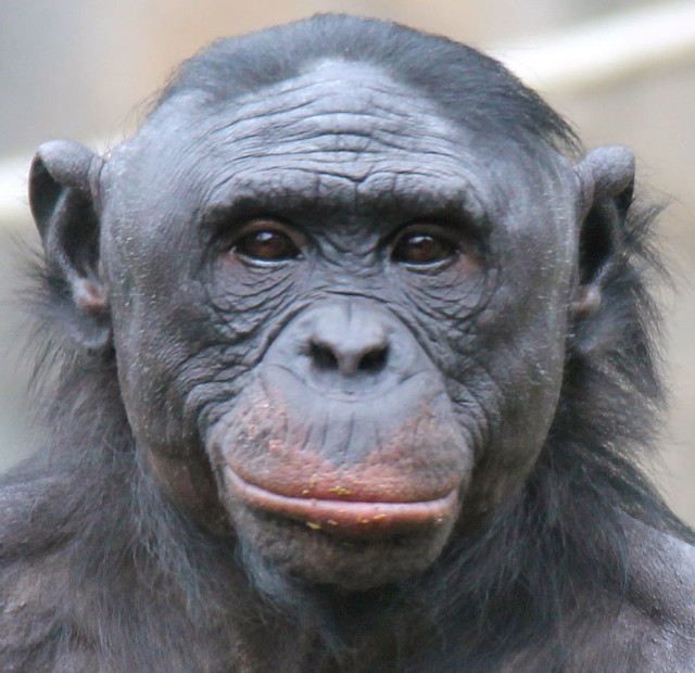 Bonobo (Psych USD via Creative Commons)