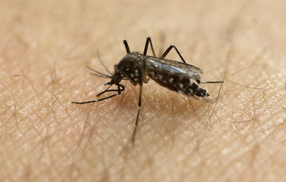 In an image released on 1/18/16, a female Aedes aegypti mosquito is seen drawing a blood meal from the arm of a researcher at the Biomedical Sciences Institute in the Sao Paulo's University in Sao Paulo, Brazil. This mosquito species can spread the Zika virus, which is spreading in parts of Latin America and the Caribbean. (AP)