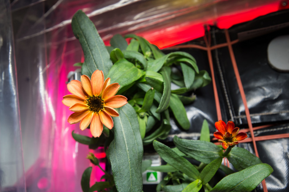 On 1/16/16 NASA astronaut Scott Kelly posted this image of an orange zinnia flower he grew in the International Space Station’s Veggie plant growth system. Kelly has been aboard the ISS since March, 2015 and is scheduled to return to Earth in two months. (NASA)