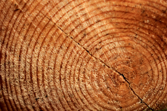 Researchers analyzed tree rings to reconstruct summer temperatures for the last 2,000 years. (Christian Schnettelker via Flickr/Creative Commons)