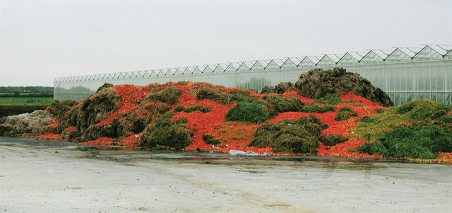 Overripe tomatoes on a compost heap. (Paul Glazzard/Wikimedia Commons)