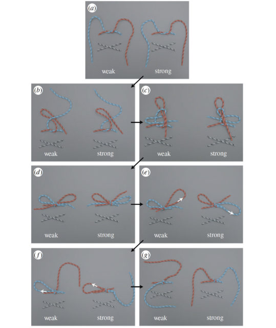 An overhead view of how to tie the weak knot (left) and the strong knot (right). The two knots only differ in the relative tying of the second trefoil to the first trefoil (panels b and c). After the loops are pulled out (indicated by the white arrows), the weak and strong knots become the prototypical false and square knots. (University of California, Berkeley)