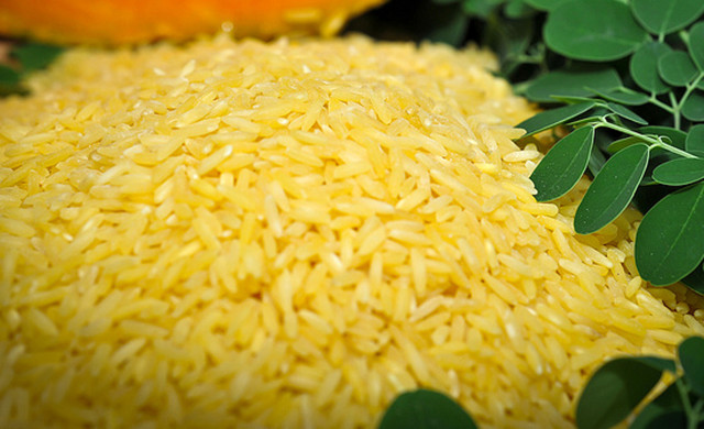 An undated handout photofrom they International Rice Research Institute (IRRI) shows genetically-modified "golden rice." (AFP/IRRI)