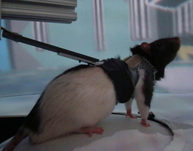 A courtesy picture shows UCLA's rat in the virtual reality environment. (UCLA's W. M. Keck Center for Neurophysics)