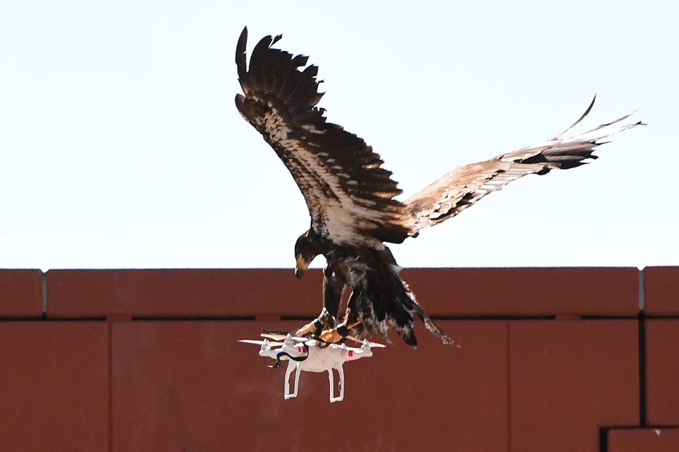 A young eagle trained to catch drones displays its skills during a demonstration organized by the Dutch police as part of a program to train birds of prey to catch drones flying over sensitive or restricted areas, at the Dutch Police Academy in Ossendrecht, The Netherlands, on Sept. 12, 2016. (AFP)