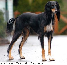 Saluki