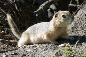 The flickertail, or gopher, is a cousin of the prairie dog.  But while the latter are highly social animals that build whole “prairie dog villages” on the plains, flickertails are more private and, perhaps, discerning. (Cszmurlo, Wikipedia Commons)