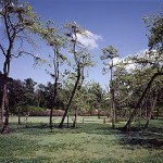 The white “specks” in the trees are roosting egrets.  You’ll see more of the long-necked herons poking for fish and tadpoles in shallow marshes.   (Carol M. Highsmith)