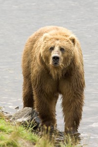 Bear to human: “What you lookin’ at, bud?” That’s your cue to roll over and play dead. (U.S. Fish and Wildlife Service)