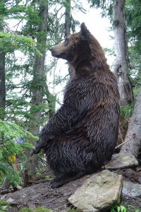 Grizzly in profile.  I call your attention to the claws.  (Peter MacDonald Photo, Flickr Creative Commons)