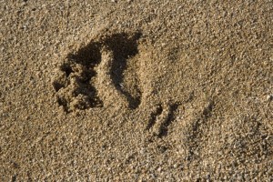 If you see a few of these in a row, head in the opposite direction.  It’s a grizzly bear track.  (U.S. Fish and Wildlife Service)