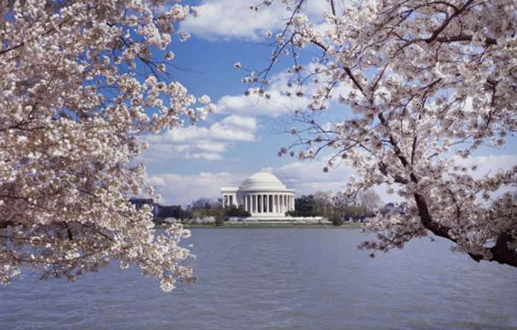 Returning to Jefferson, and his memorial at Cherry Blossom time. (Carol M. Highsmith)