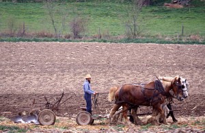 No tractors here.  Literal horsepower provides the muscle.  (Carol M. Highsmith)