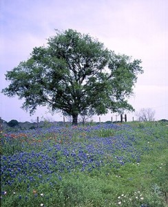 Peaceful Texas Hill Country.  (Carol M. Highsmith)
