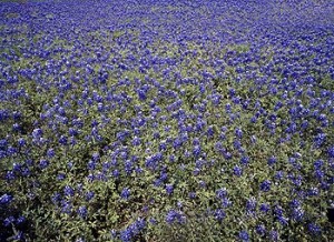 Bluebonnets all by their lonesome, as a Texan might say.  (Carol M. Highsmith)