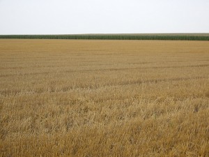 This is Kansas, and this is wheat.  But is it the West?  (C. K. Hartman, Flickr Creative Commons)