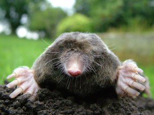Let's see, you use moles for warts.  And warts for moles?  (Michael David Hill, Wikipedia Commons)