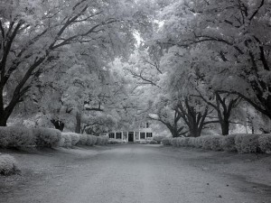 Couldn't resist showing you another of Carol's infrared images.  This is of Chasley Estate in Monroe County.  (Carol M. Highsmith)